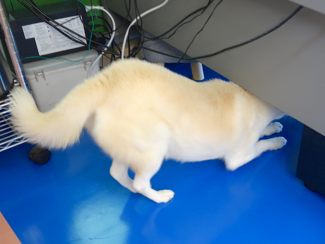 もぐるシロちゃん
