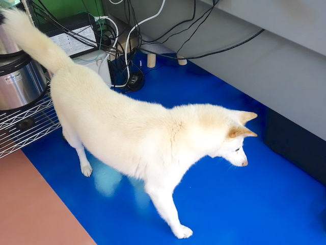 探すシロ