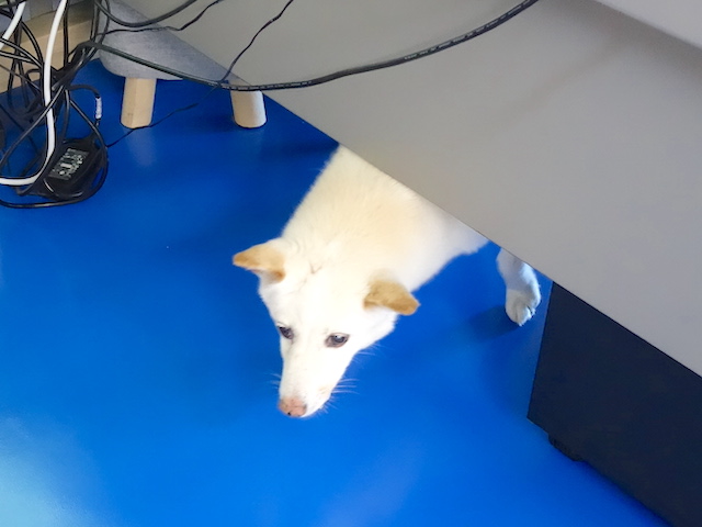 出てくるシロ