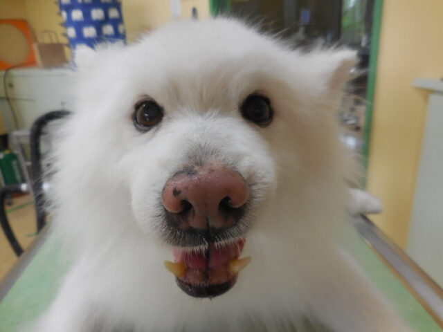 SNOWYちゃん