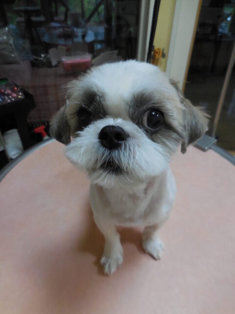 ひまわりちゃん