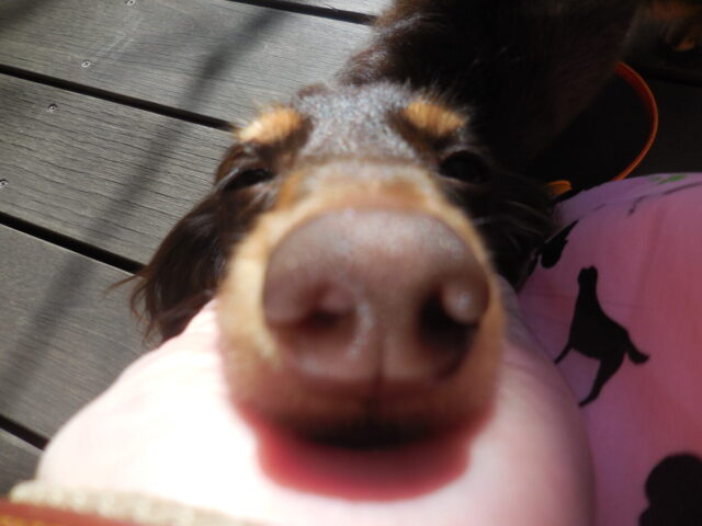 いちごちゃん