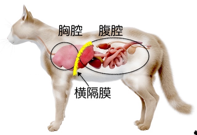 横隔膜ヘルニアはどのように治療されますか?