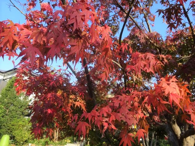 紅葉