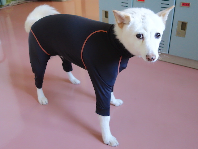 ウェア着用のシロちゃん