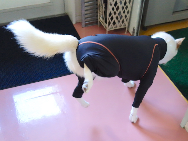 宙を歩くシロちゃん