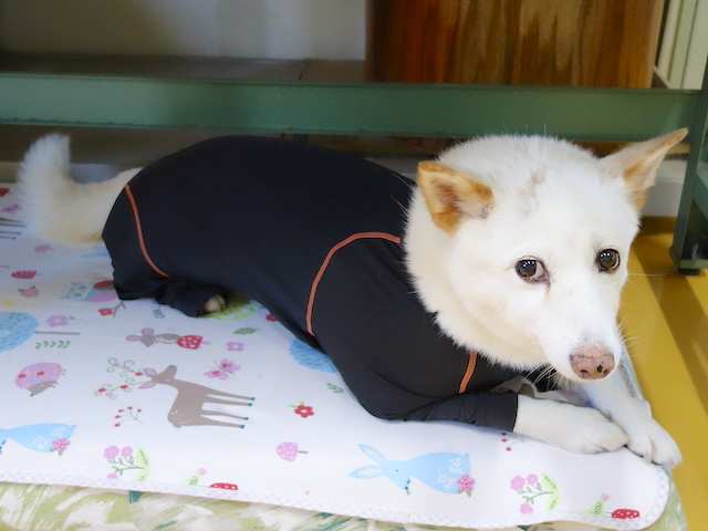 ベッドで伏せるシロちゃん