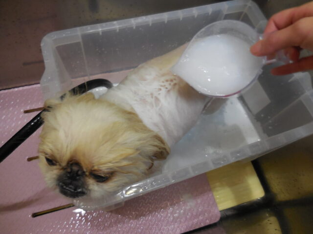 入浴中のモカちゃん