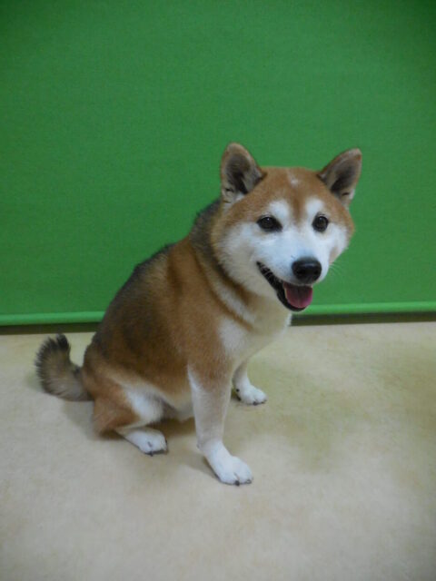 さくちゃん