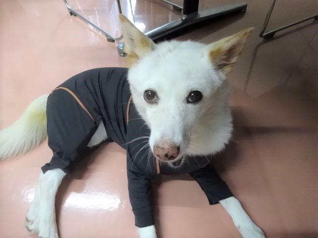 起き上がったシロちゃん