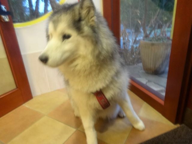 可愛い子達とお腹のお話🐕