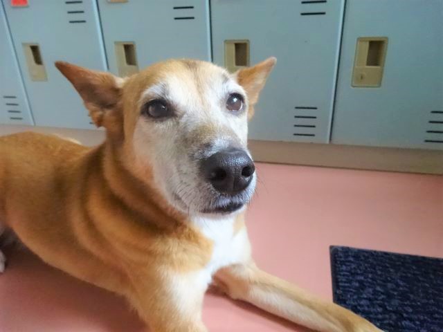 犬の花粉症について