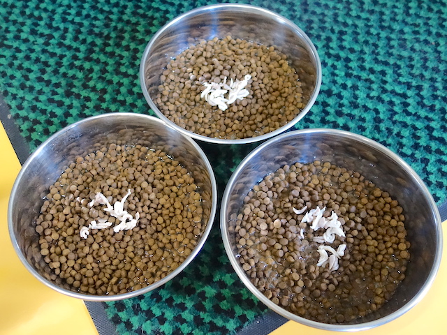 スープご飯完成