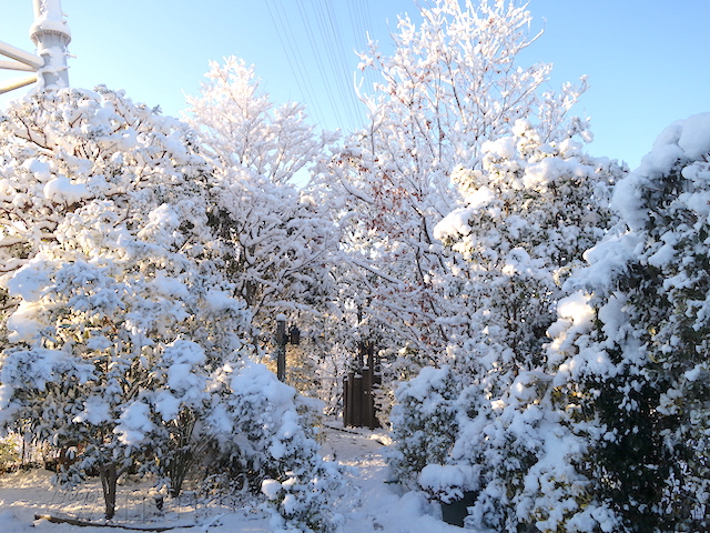 雪の横道