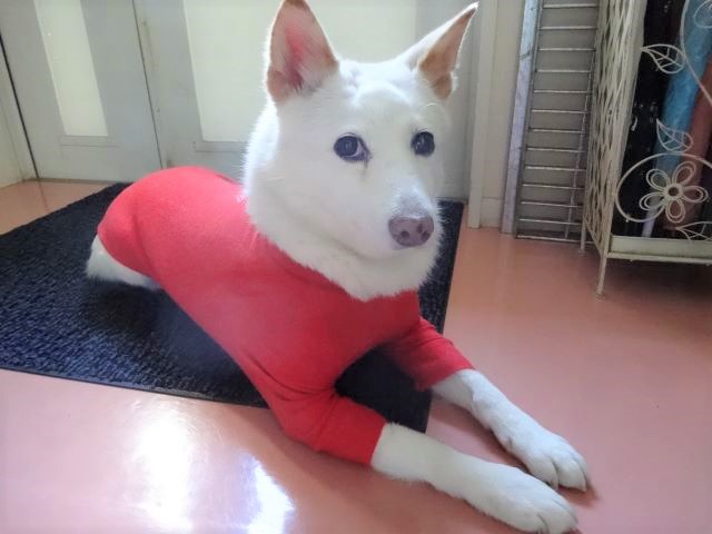肩こりについて