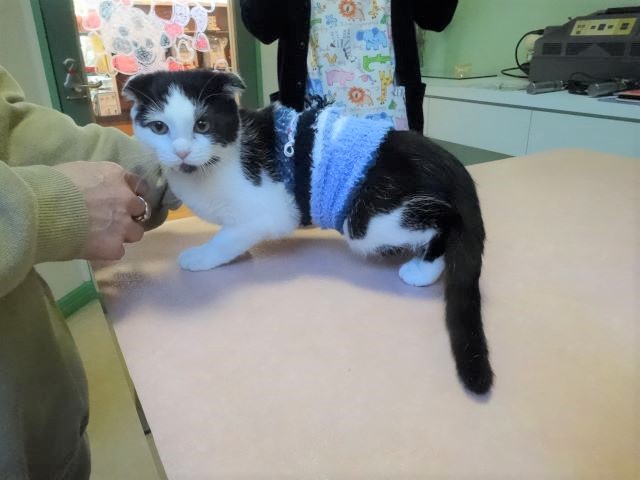 可愛い子がやってきた🐈