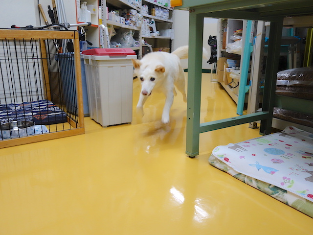 走るシロちゃん