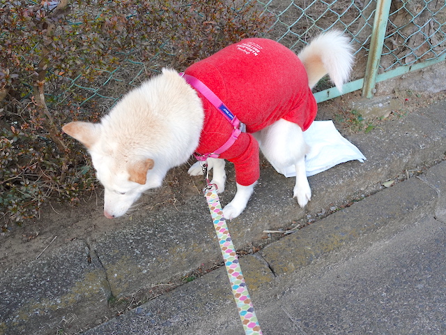 ウンチ中
