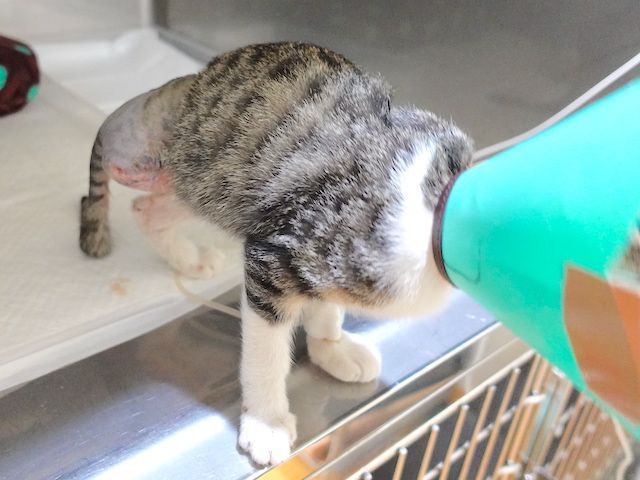 隻脚の猫