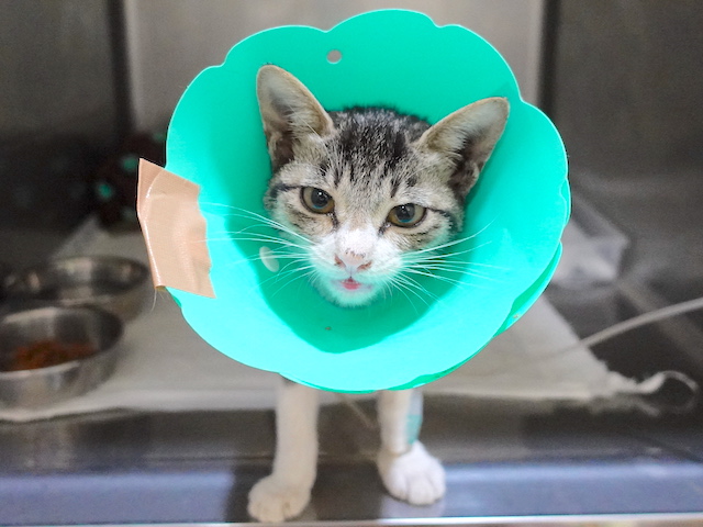 隻脚の猫