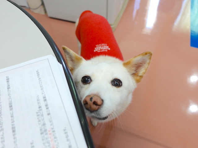 お手伝いシロちゃん