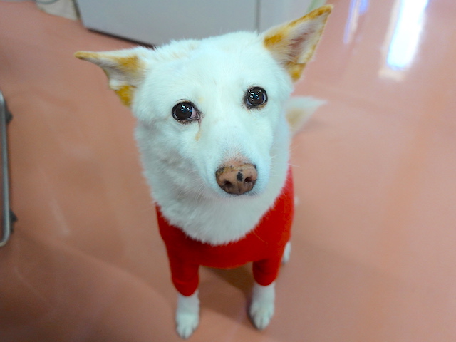 おすましシロちゃん