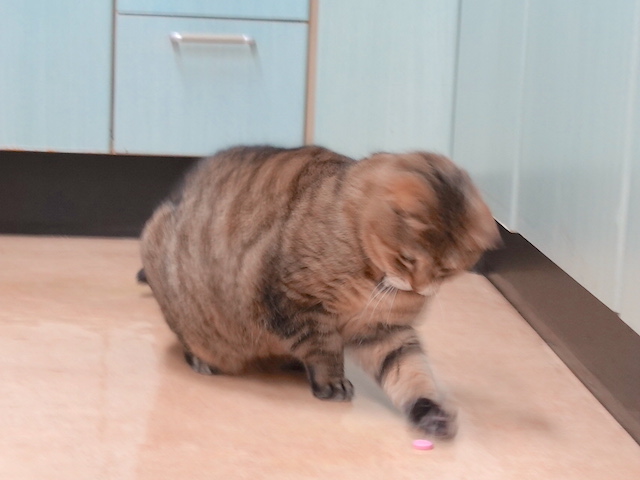 ヒートアップしたおきくちゃん
