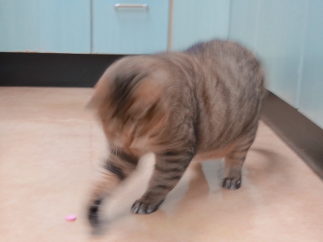 ヒートアップしたおきくちゃん