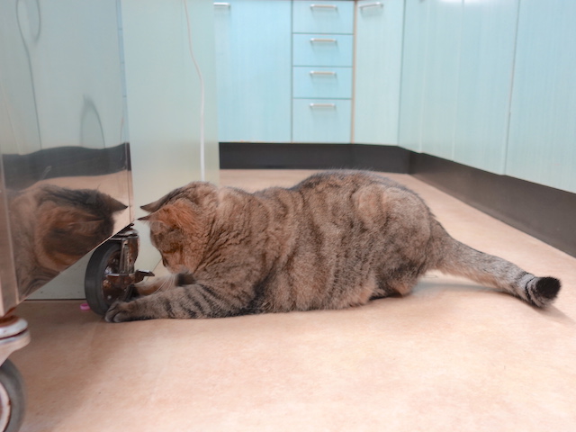 探すおきくちゃん
