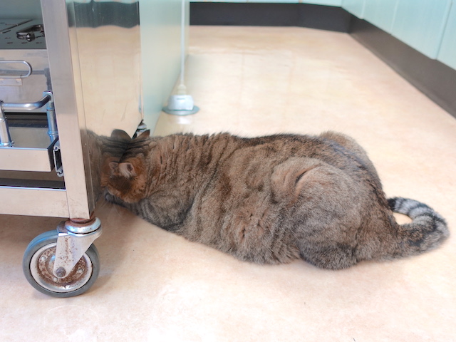 見つからないおきくちゃん