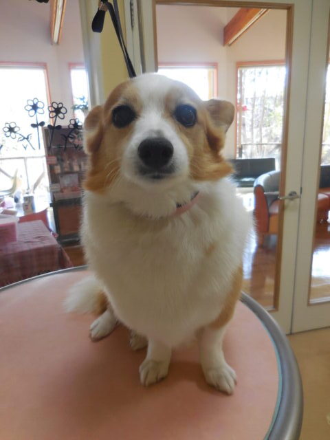 ミッキーちゃん