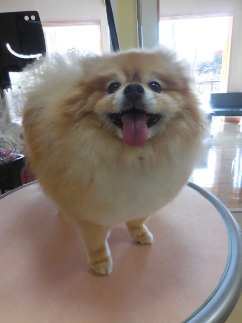 ルビーちゃん