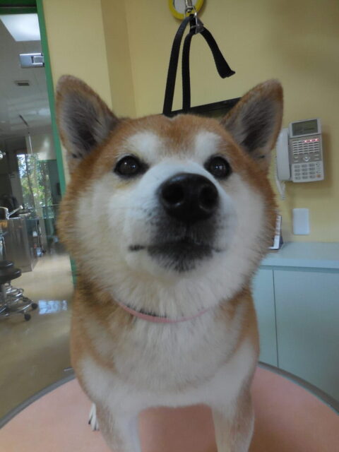 さくちゃん