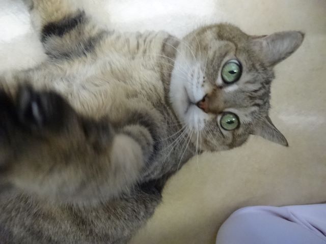 たじたじ