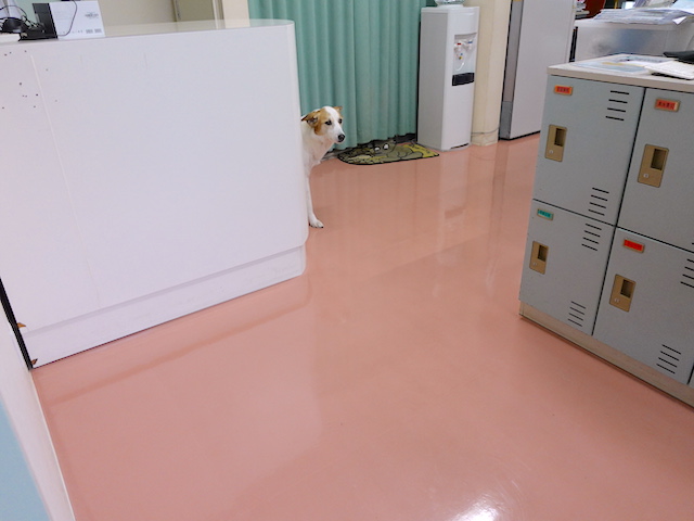 お腹痛いたい
