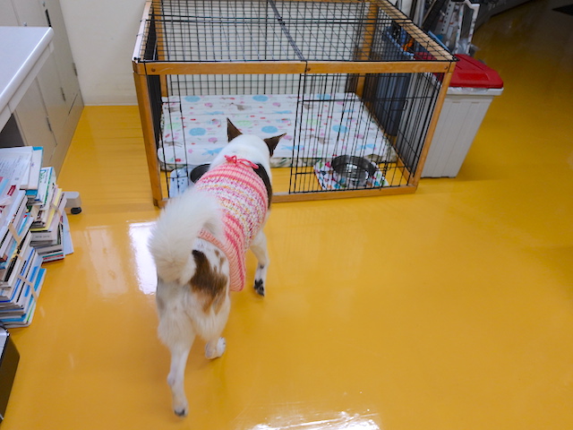 ようやくハウス