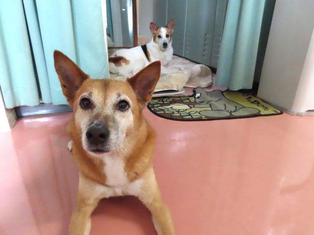 ヒミツの遊び