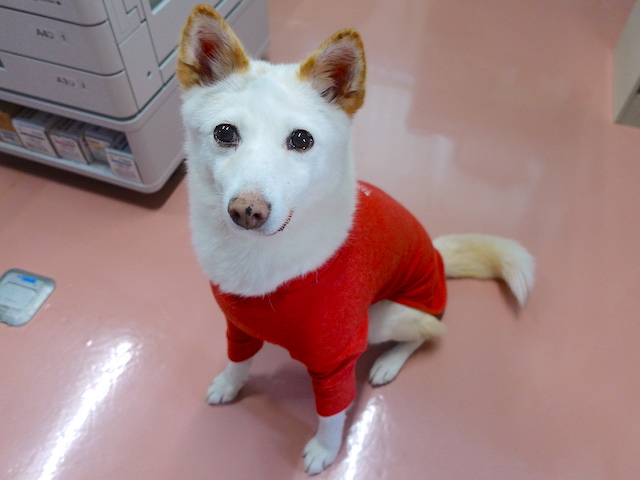 待つシロちゃん