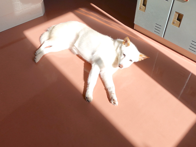 日向ぼっこ