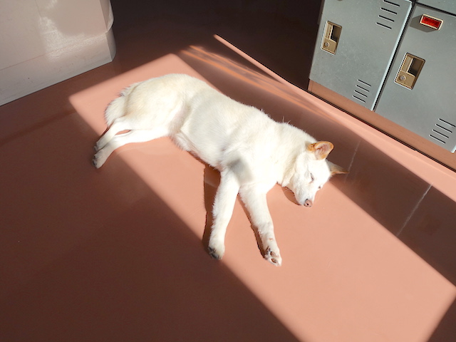 日向ぼっこ中