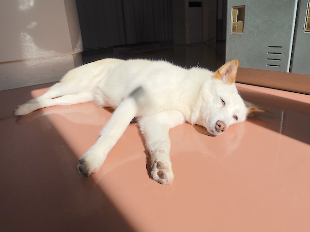 だらけ顔