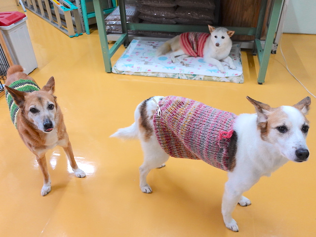 腹巻きーず