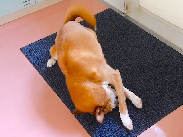スリゴロ