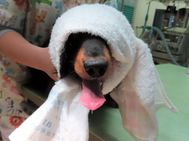 ほっかむりを被るアンズちゃん