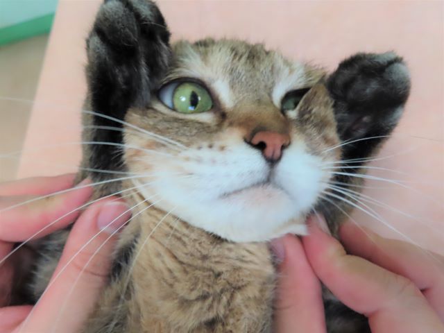 おきくの健診