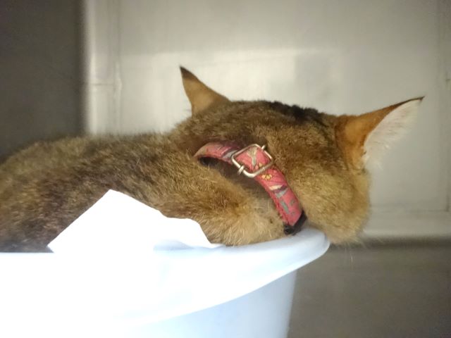 就寝中おきく