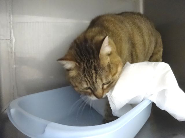 おきくのトイレカキカキ