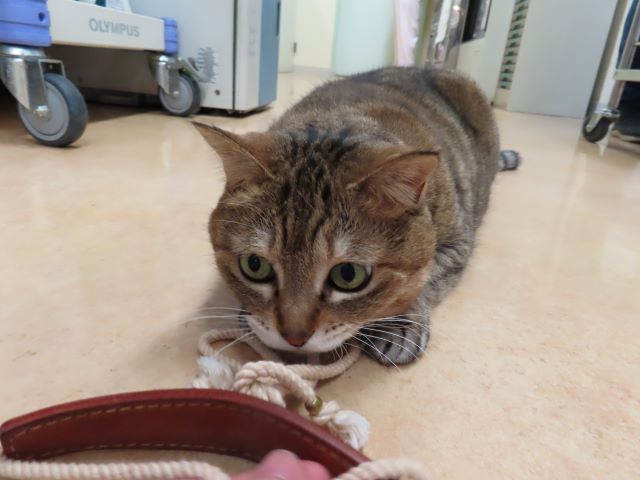 ヒモが好きなおきくちゃん