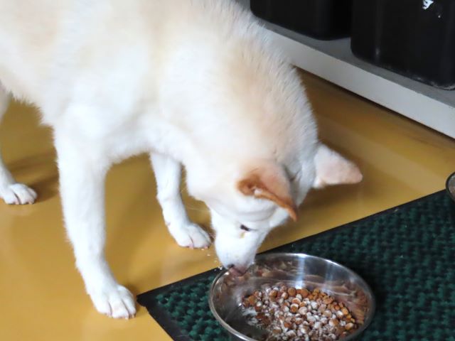 食餌中のシロちゃん