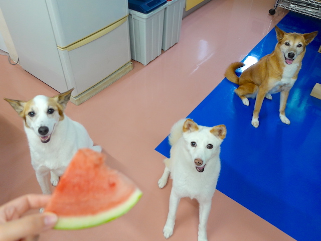 それぞれの癖